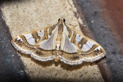Glyphodes pyloalis