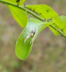 Anyphaena accentuata