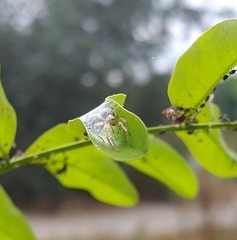 Anyphaena accentuata