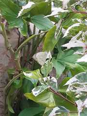 Ascia monuste orseis