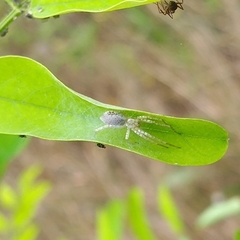 Anyphaena accentuata