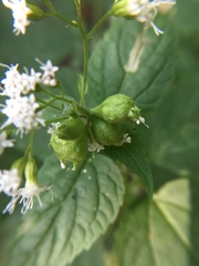 Schizomyia eupatoriflorae