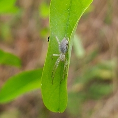 Anyphaena accentuata