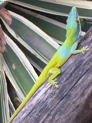 Anolis allisoni