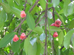 Syzygium samarangense