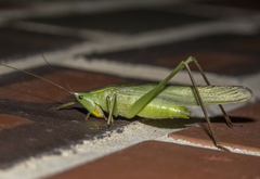 Neoconocephalus retusus