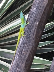 Anolis allisoni