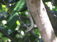 Anolis oligaspis