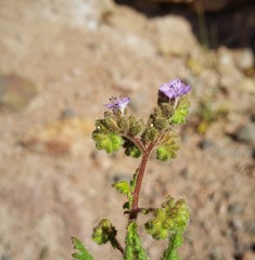 Phacelia sanzinii