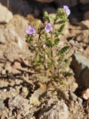 Phacelia sanzinii