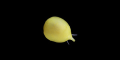 Image of Marseniopsis mollis
