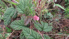 Rubus acanthophyllos