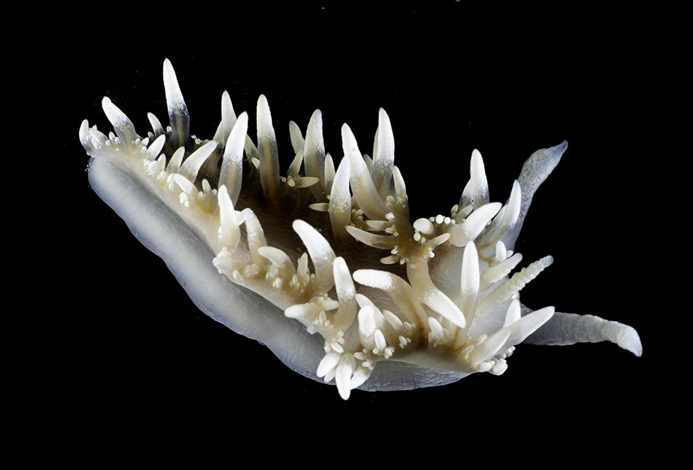 Notaeolidiidae