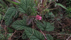 Rubus acanthophyllos