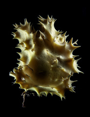 Dendrilla antarctica