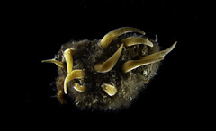 Sphaerotylus antarcticus