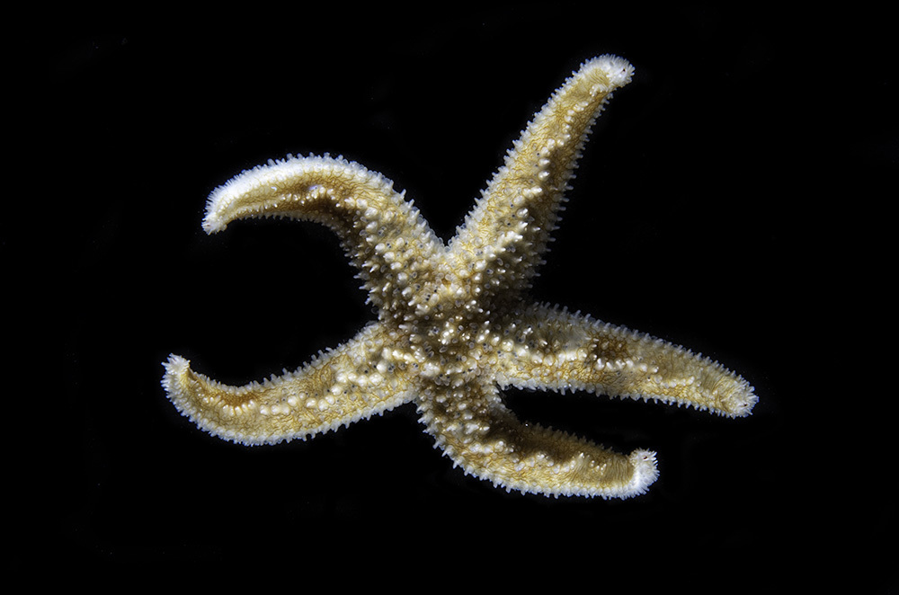 Bruce's Starfish