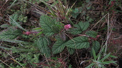 Rubus acanthophyllos