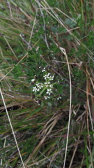 Niphogeton glaucescens