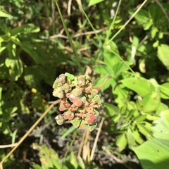 Euphorbia heterophylla