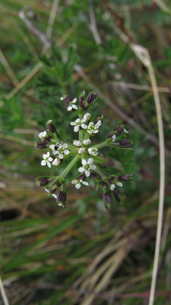 Niphogeton glaucescens