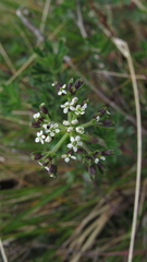 Niphogeton glaucescens