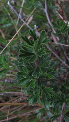 Niphogeton glaucescens