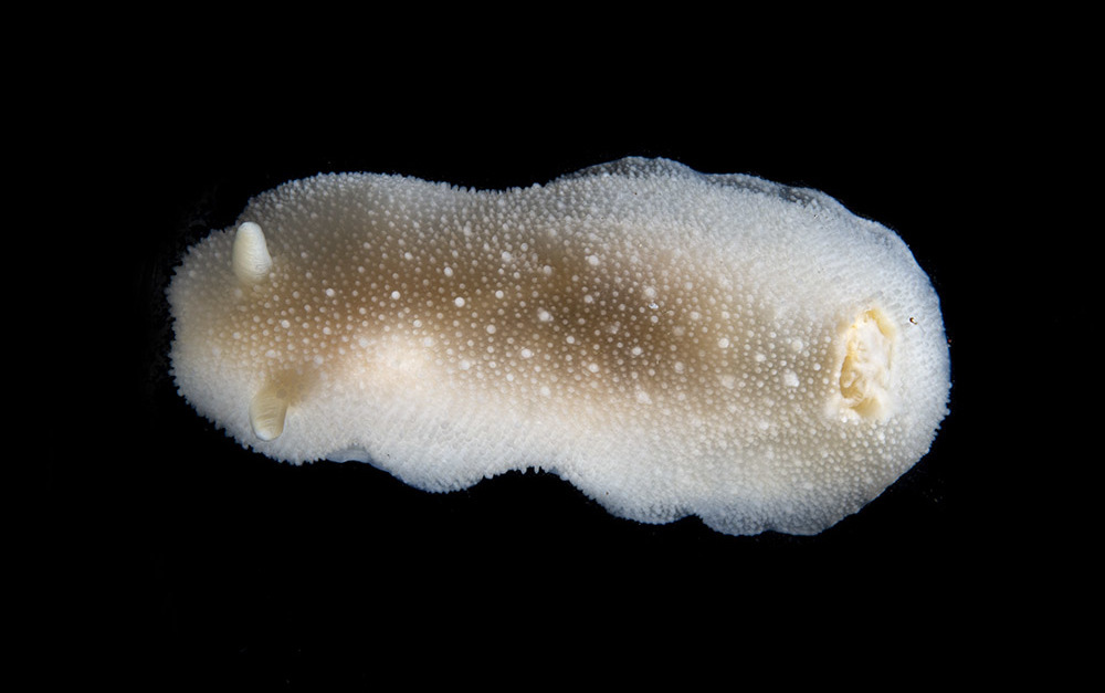 Austrodoris kerguelenensis