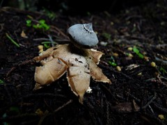 Geastrum tenuipes