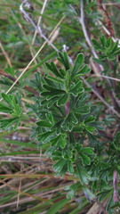 Niphogeton glaucescens