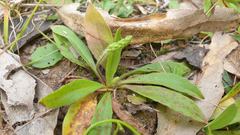 Plantago debilis