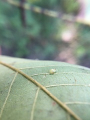 Caryomyia recurvata