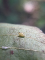Caryomyia recurvata