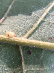 Caryomyia recurvata