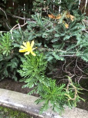 Euryops pectinatus