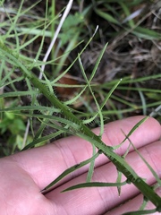 Liatris elegantula