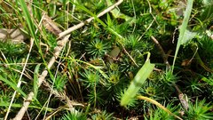 Dawsonia
