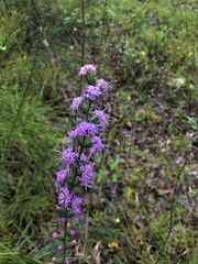 Liatris elegantula