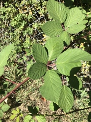 Rubus bifrons