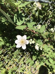 Rubus bifrons