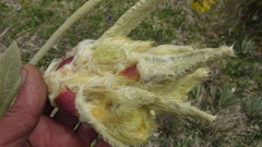 Espeletia barclayana