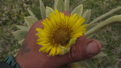 Espeletia barclayana