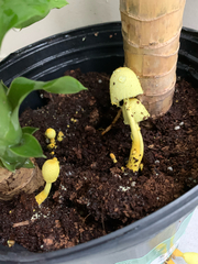 Leucocoprinus birnbaumii image