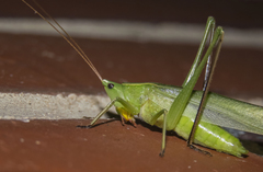 Neoconocephalus retusus