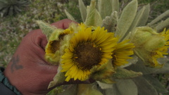 Espeletia barclayana