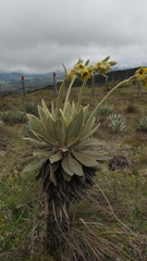 Espeletia barclayana