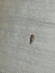 Norvellina pulchella