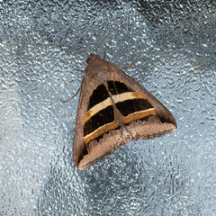 Grammodes occulta