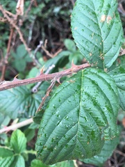 Rubus pascuus