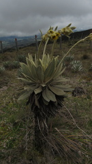 Espeletia barclayana
